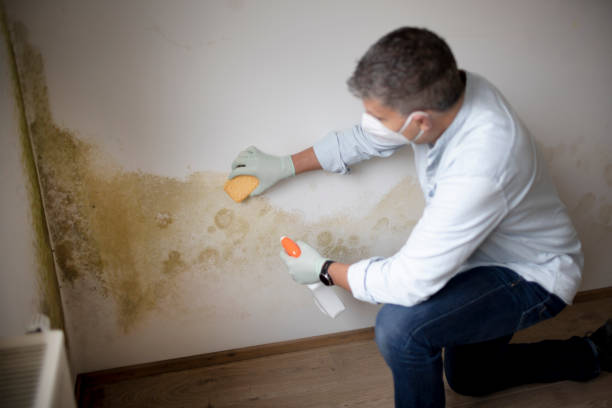Mold Removal for HVAC Installations in Lenoir City, TN