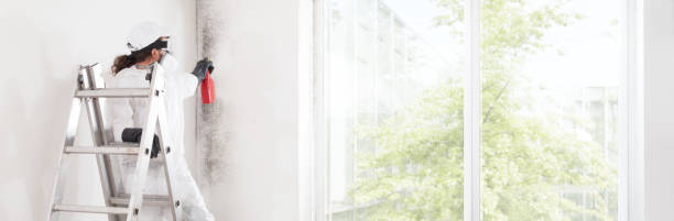  Lenoir City, TN Mold Removal Pros